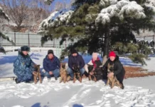 Кинологи ГУФСИН Приморья передали щенки немецкой овчарки в Забайкалье kinologi gufsin primorya peredali shhenki nemeczkoj ovcharki v zabajkale-gazetart-ru-0