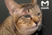 Кошка Мася спасла семью российских туристов на Бали от змеи koshka masya spasla semyu rossijskih turistov na bali ot zmei-gazetart-ru-0