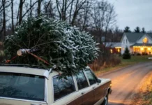 Михаил Салкин объяснил правила безопасной перевозки ёлок mihail salkin obyasnil pravila bezopasnoj perevozki yolok-gazetart-ru-0