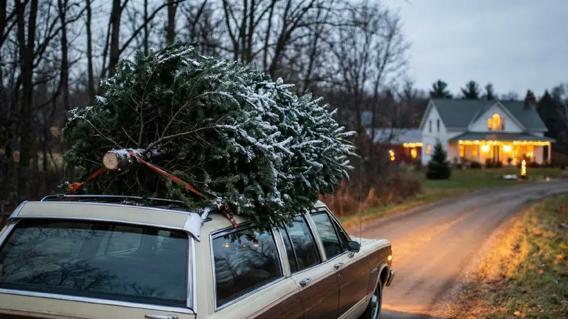 Юрист Салкин: неправильная перевозка ёлки на автомобиле грозит штрафом