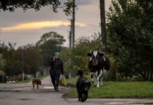 Михаил Звинчук предрекает масштабные перемены из-за ТЦК и нового закона Верховной Рады mihail zvinchuk predrekaet masshtabnye peremeny izza tczk i novogo zakona verhovnoj rady-gazetart-ru-0