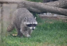 Минприроды Краснодарского края развеяло мифы о енотах minprirody krasnodarskogo kraya razveyalo mify o enotah-gazetart-ru-0