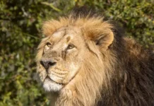 Наеми Бой выжила после нападения льва на конном сафари в ЮАР naemi boj vyzhila posle napadeniya lva na konnom safari v yuar-gazetart-ru-0