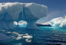 Находка экспедиции Falkor — Chondrocladia и плотоядный шар смерти nahodka ekspediczii i plotoyadnyj shar smerti-gazetart-ru-0