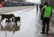 Наталья и жители Сибири о проблеме бездомных собак natalya i zhiteli sibiri o probleme bezdomnyh sobak-gazetart-ru-0
