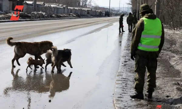 Наталья и жители Сибири о проблеме бездомных собак-0