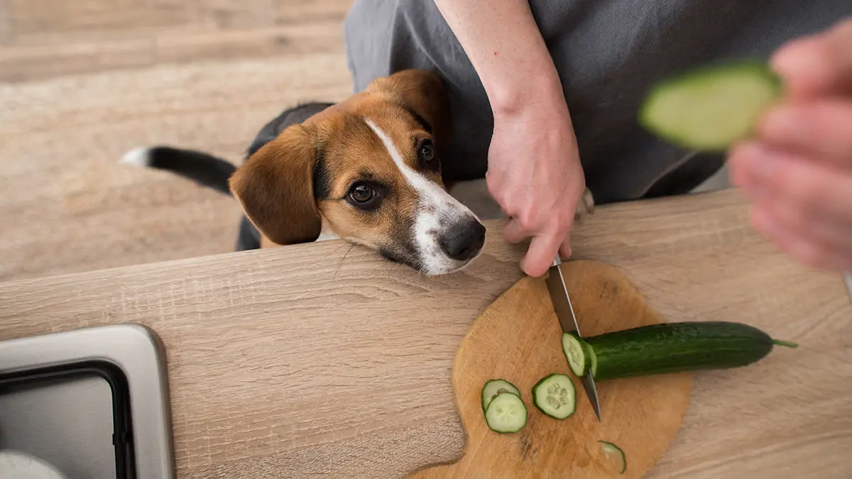 Какими продуктами со стола нельзя кормить кошек и собак