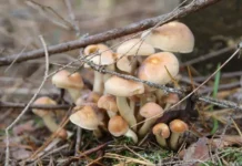 Павел Глазков сообщил о зимних опятах в столичном регионе до февраля pavel glazkov soobshhil o zimnih opyatah v stolichnom regione do fevralya-gazetart-ru-0