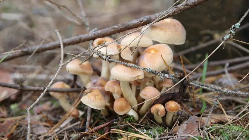 Биолог: сезон сбора зимних опят в столичном регионе продлится до конца февраля