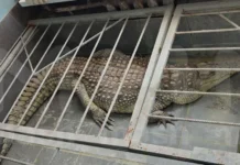 Прокуратура Калужской области проверит условия крокодила в Обнинске prokuratura kaluzhskoj oblasti proverit usloviya krokodila v obninske-gazetart-ru-0