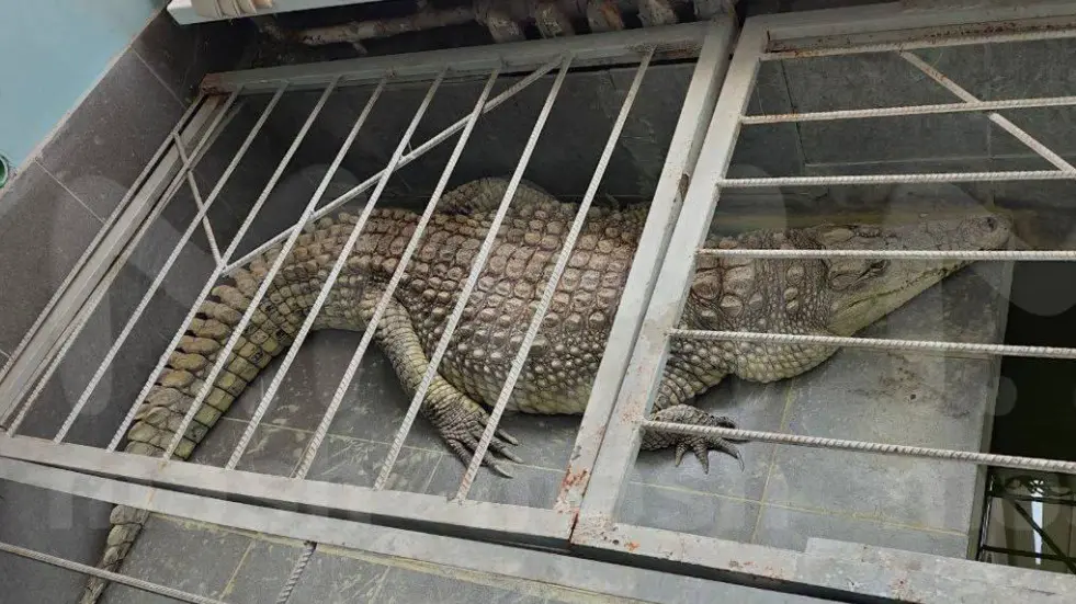 Прокуратура проверит условия содержания крокодила в офисе журналистов в Обнинске