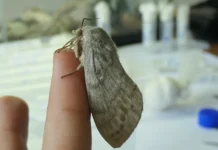 Прорыв РНФ в защите растений с помощью Trichogramma dendrolimi proryv rnf v zashhite rastenij s pomoshhyu -gazetart-ru-0