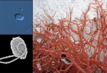 Rhodelphis marinus разрушает теории о красных водорослях razrushaet teorii o krasnyh vodoroslyah-gazetart-ru-0