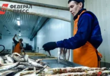 Росрыболовство объявило о возобновлении партнерства с Норвегией rosrybolovstvo obyavilo o vozobnovlenii partnerstva s norvegiej-gazetart-ru-0