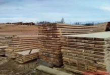 Россельхознадзор защитил Армению от малого черного елового усача rosselhoznadzor zashhitil armeniyu ot malogo chernogo elovogo usacha-gazetart-ru-0