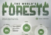 Россия и Бразилия являются лидерами по лесным богатствам мира rossiya i braziliya yavlyayutsya liderami po lesnym bogatstvam mira-gazetart-ru-0