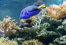 Рыба-хирург атаковала россиянина в Шарм-эш-Шейхе rybahirurg atakovala rossiyanina v sharmeshshejhe-gazetart-ru-0