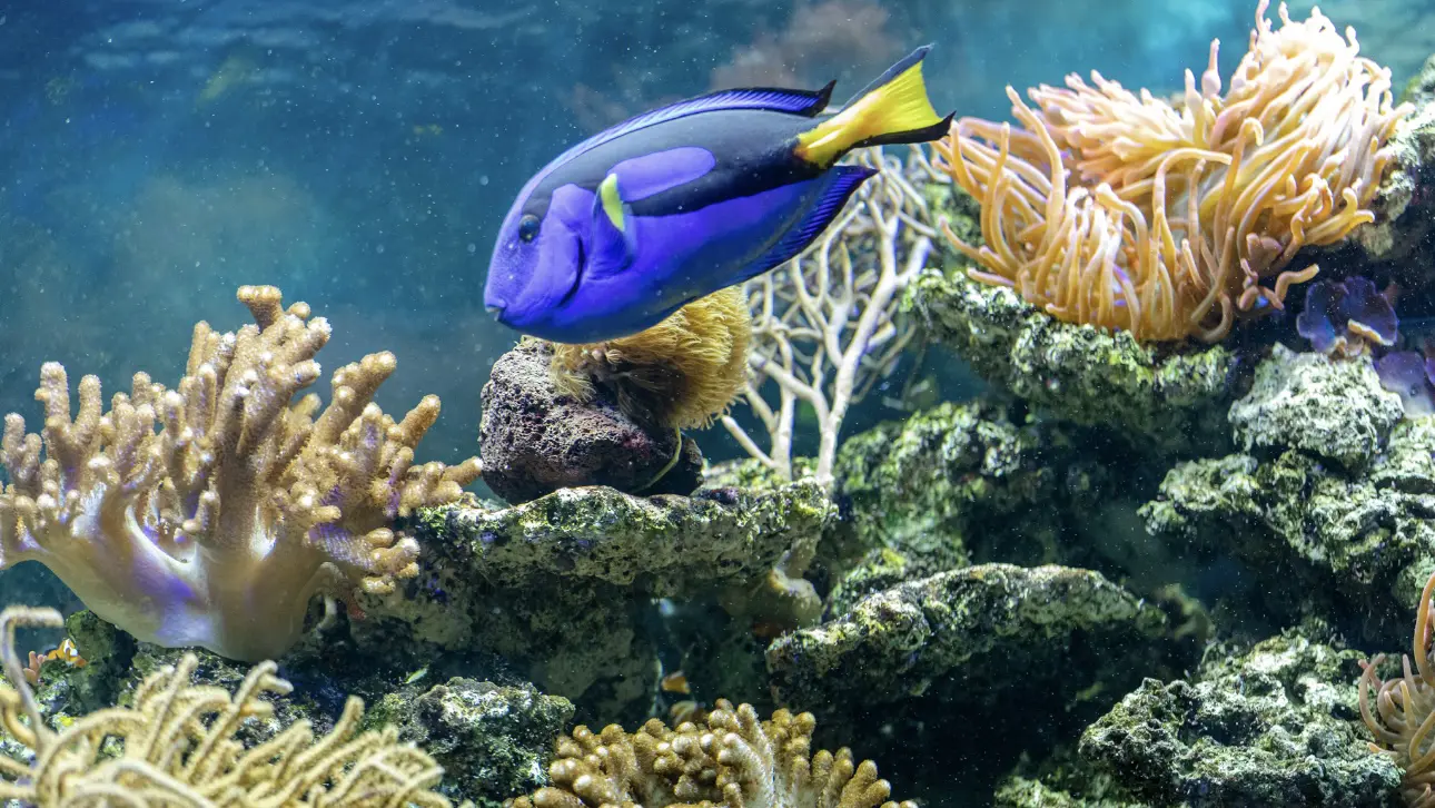 Россиянина в Египте атаковала рыба-хирург из мультика «В поисках Немо»