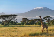 Спасательная миссия на Килиманджаро и героизм вертолета в Танзании spasatelnaya missiya na kilimandzharo i geroizm vertoleta v tanzanii-gazetart-ru-0