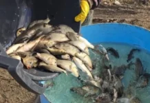 Свердловская область усиливает экосистемы путем выпуска сазана в водоемы sverdlovskaya oblast usilivaet ekosistemy putem vypuska sazana v vodoemy-gazetart-ru-0