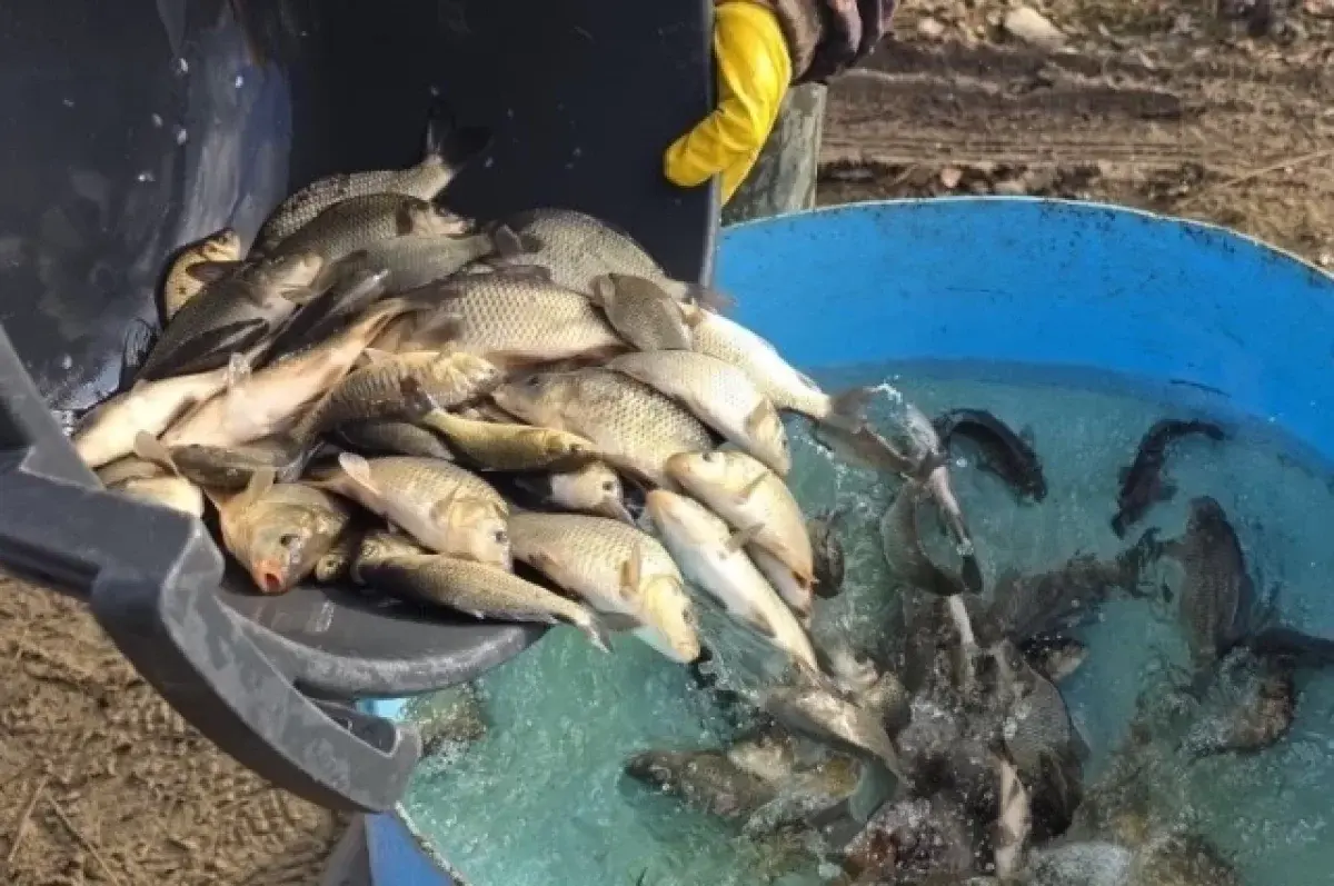 Свердловская область усиливает экосистемы путем выпуска сазана в водоемы-0