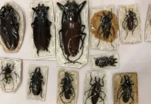 Таможенники пресекли перевозку жуков в посылках tamozhenniki presekli perevozku zhukov v posylkah-gazetart-ru-0