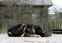 timoti musso raskryl tajnu sinih sobak chernobylskoj aes-gazetart-ru-0