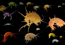 Ученые ИГУ открыли новые виды байкальских рачков-бокоплавов uchenye igu otkryli novye vidy bajkalskih rachkovbokoplavov-gazetart-ru-0