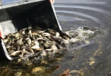 УЭХК развивает Верх-Нейвинское водохранилище в Новоуральске uehk razvivaet verhnejvinskoe vodohranilishhe v novouralske-gazetart-ru-0