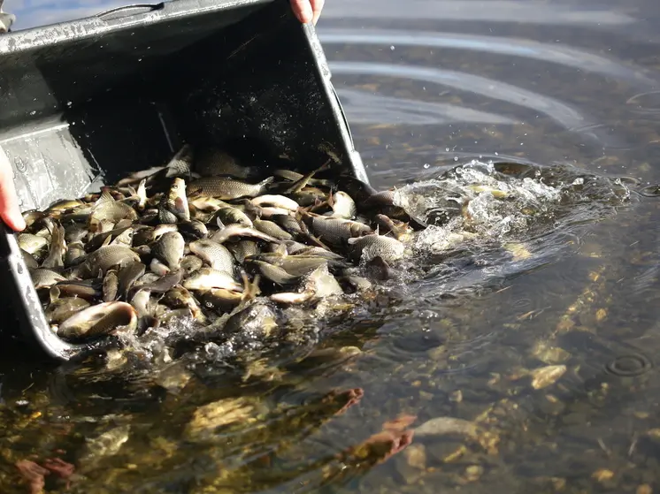 УЭХК и администрация Новоуральска продолжают зарыбление Верх-Нейвинского водохранилища
