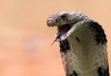 В Пхукете, у отеля Nai Yang Beach Resort, замечена королевская кобра v phukete u otelya zamechena korolevskaya kobra-gazetart-ru-0