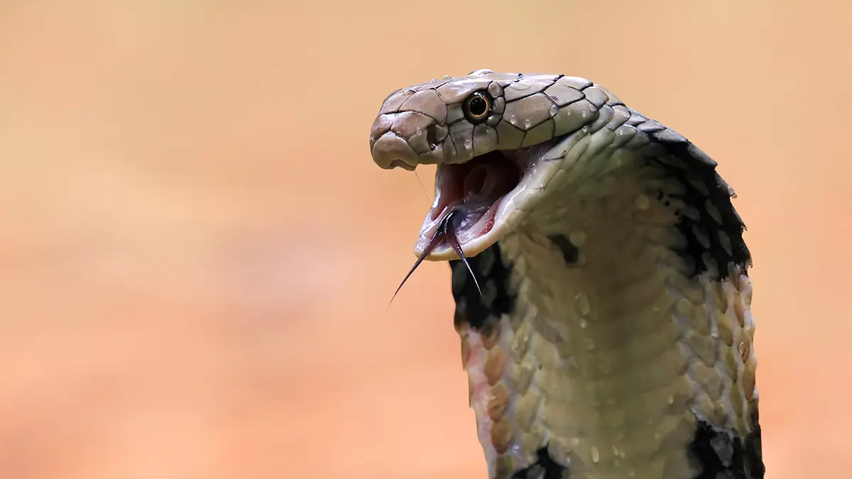 Shot: Ядовитая королевская кобра заползла в отель к россиянам в Таиланде