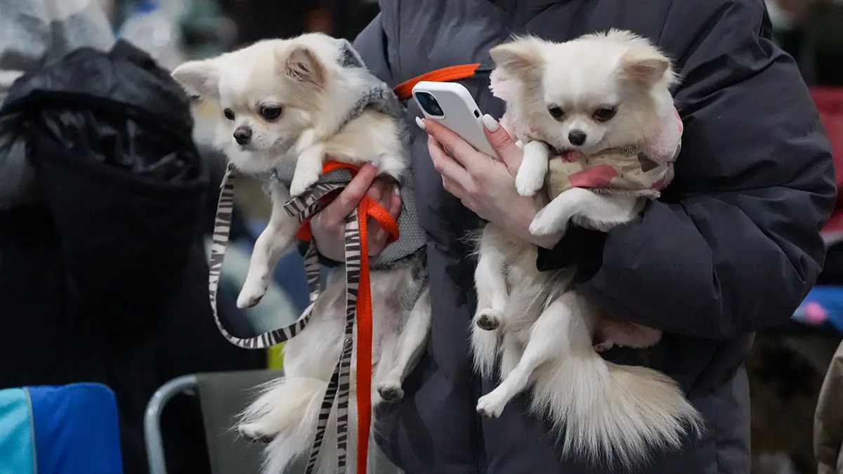 Кинолог Голубев призвал вешать GPS-трекер на ошейник собаке на время прогулки