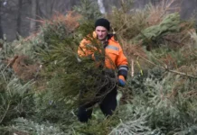 Госдума и Якубовский о правилах утилизации новогодних ёлок gosduma i yakubovskij o pravilah utilizaczii novogodnih yolok-gazetart-ru-0