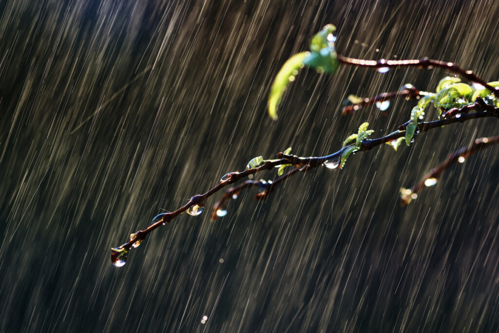 Капли воды на листе и ветке в дождливый день