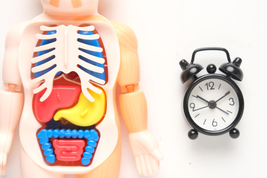 Модель организма человека и будильник