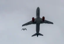 ОДК и Ростех: испытания ПД-8 для SSJ-100 на стойкость к птицам odk i rosteh ispytaniya pd8 dlya 100 na stojkost k pticzam-gazetart-ru-0