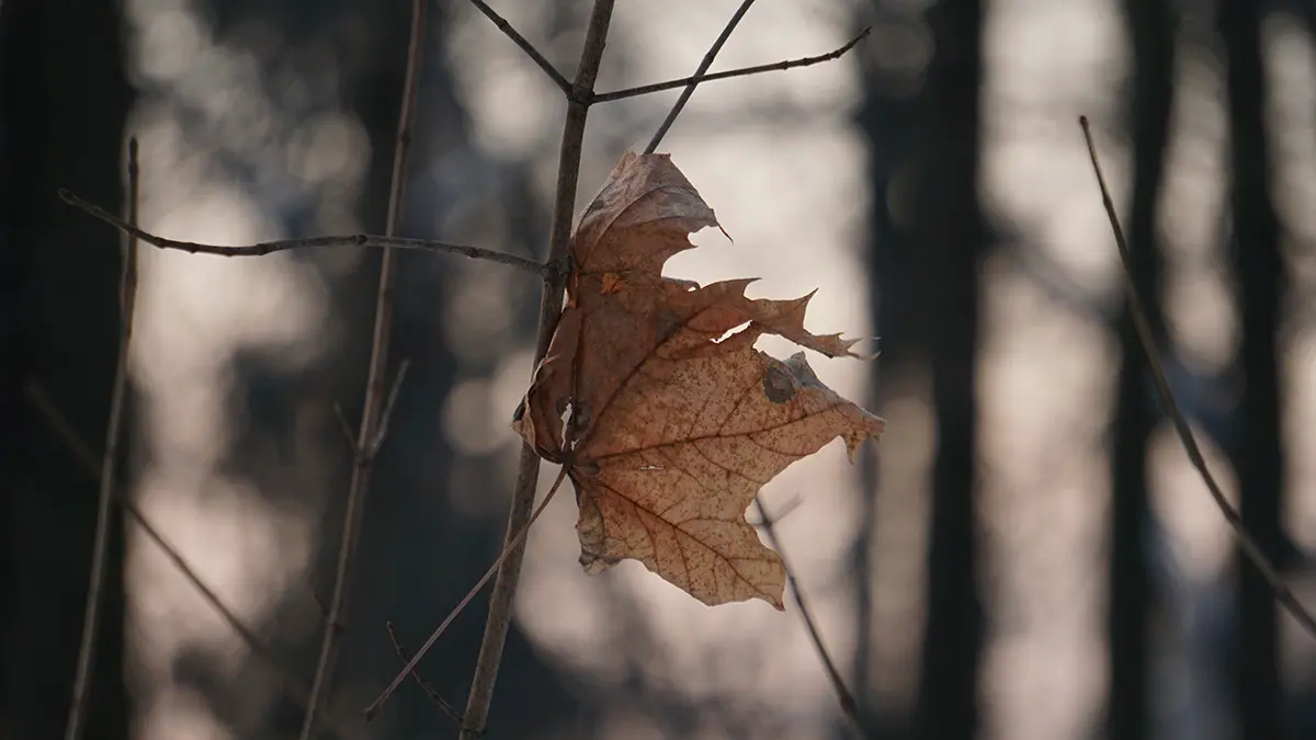 Эксперт Вульферт назвала наиболее вероятную причину пропажи семьи Усольцевых