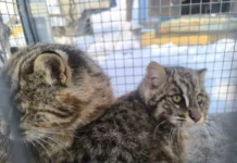 Сергей Арамилев: Центр «Амурский тигр» спас котят в Приморье sergej aramilev czentr amurskij tigr spas kotyat v primore-gazetart-ru-0