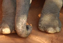 Спасение слонихи с детенышем в Kruger Park вдохновило людей spasenie slonihi s detenyshem v vdohnovilo lyudej-gazetart-ru-0