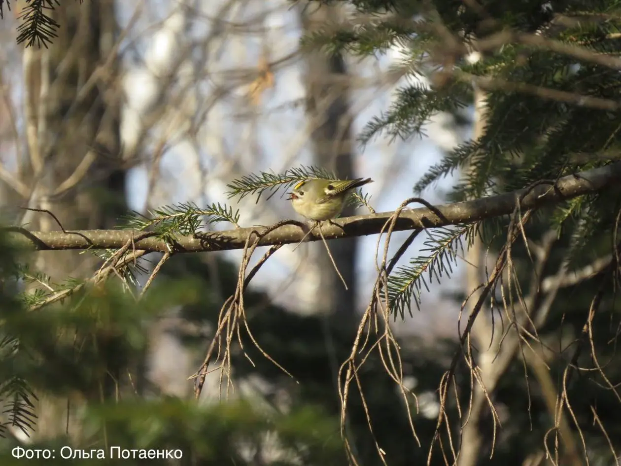 Удивленного желтоголового королька запечатлела фотоловушка &quotЗемли леопарда&quot ФГБУ &quotЗемля леопарда&quot