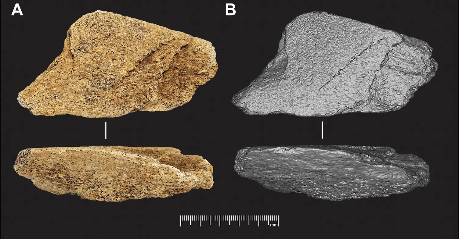 В Боксгроуве найден древний артефакт – орудие из слоновой кости-0