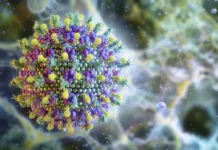 Виктор Малеев оценил ситуацию с вирусом Нипах в РФ как оптимистичную viktor maleev oczenil situacziyu s virusom nipah v rf kak optimistichnuyu-gazetart-ru-0