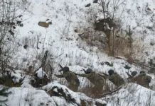 Владимир Зеленский комментирует судьбу Интернационального легиона ВСУ vladimir zelenskij kommentiruet sudbu internaczionalnogo legiona vsu-gazetart-ru-0