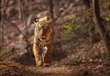 Заповедник Корбетт, Индия – жизнь тигров и безопасность людей zapovednik korbett indiya zhizn tigrov i bezopasnost lyudej-gazetart-ru-0