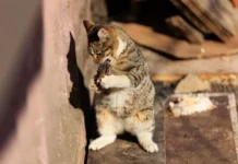 Зимнее очарование Владивостока: уличные коты в фоторепортаже zimnee ocharovanie vladivostoka ulichnye koty v fotoreportazhe-gazetart-ru-0