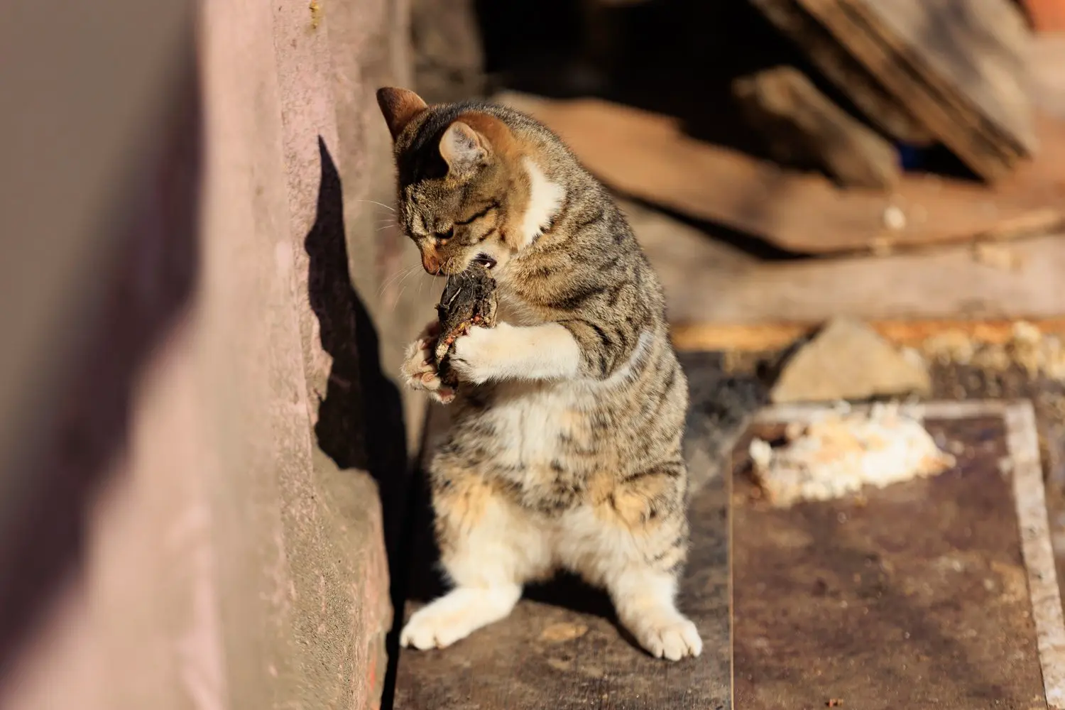 Зимнее очарование Владивостока: уличные коты в фоторепортаже-0