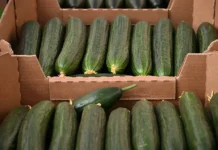 Дмитрий Леонов и сети о ценах на огурцы, спекуляциях и прогнозах dmitrij leonov i seti o czenah na ogurczy spekulyacziyah i prognozah-gazetart-ru-0