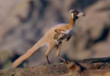 Alnashetri cerropoliciensis и Альваресзавриды: открытия в Патагонии i alvareszavridy otkrytiya v patagonii-gazetart-ru-0