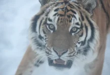 Инцидент с амурским тигром и охотником в Чугуевском округе Приморья inczident s amurskim tigrom i ohotnikom v chuguevskom okruge primorya-gazetart-ru-0